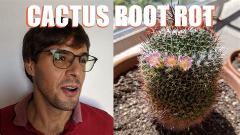 How to treat root rot? How to Fix Root Rot on a Mammillaria - YouTube
