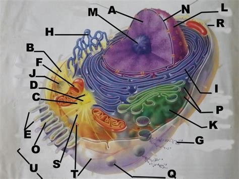 Check spelling or type a new query. Structure of the generalized cells (with image) and ...