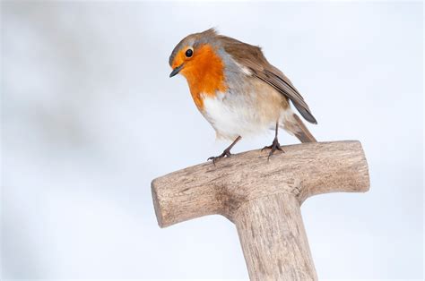 Back Garden Wildlife Photography In The Snow Nature Ttl