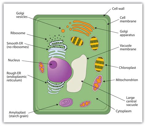 Simple Plant Cell Drawing At GetDrawings Free Download