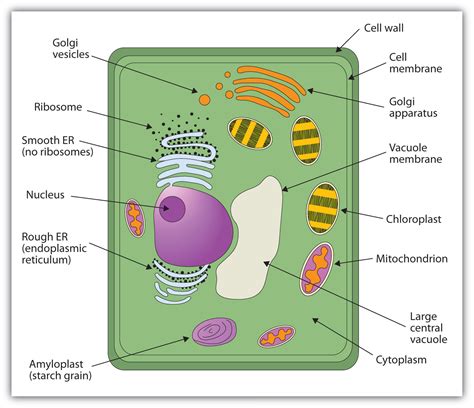 Simple Plant Cell Drawing At Getdrawings Free Download