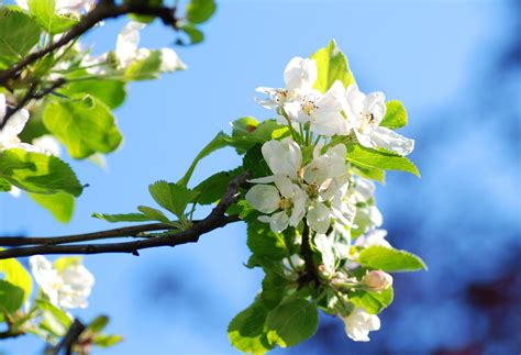 Apple Blossom Free Photo Download Freeimages
