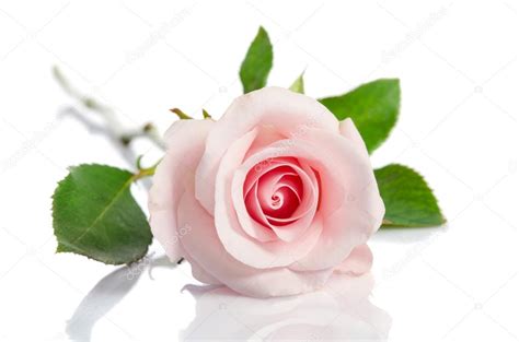 Beautiful Single Pink Rose Lying Down On A White Background Stock Photo