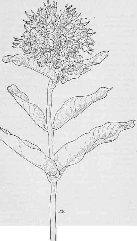 coloring page for milkweed - Google Search | Milkweed, Butterfly garden