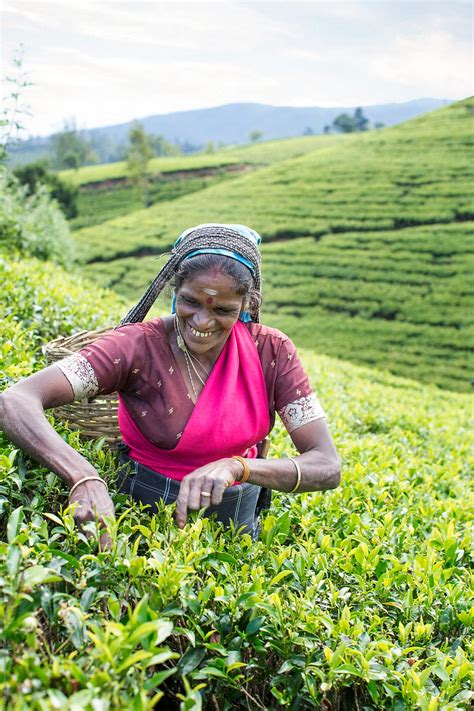 Tea Picking In The Fields Of Sri Lanka By Stocksy Contributor Hugh