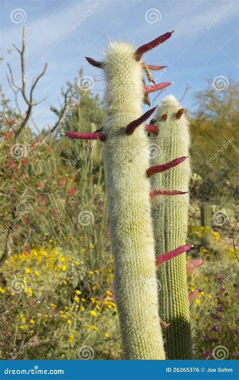 Large Saguaro Cactus Stock Photo Image Of Closeup Scenic 26265376