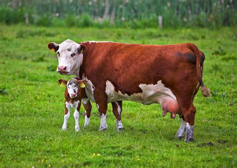 All Animals Cattle Profilelatest Newsphotos