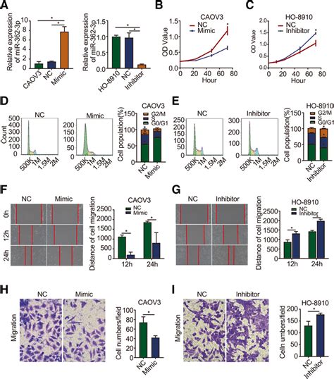 mir 362 3p inhibits ovarian cancer cell proliferation and migration a download scientific