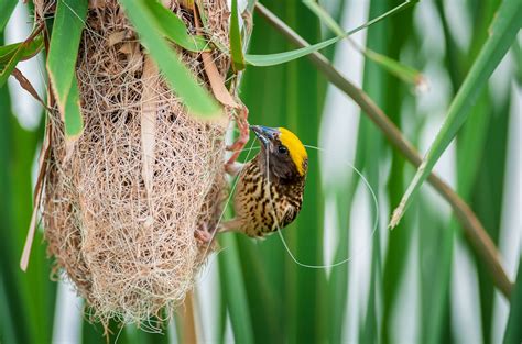 Types Of Bird Nests