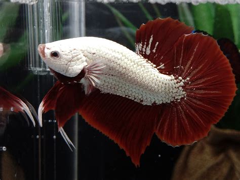 Zain Betta Red Dragon Betta Fish