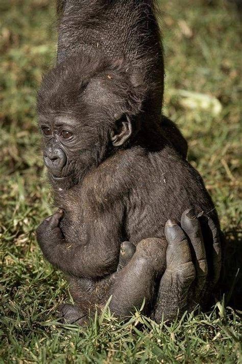 Un gorila de espalda plateada es un macho completamente maduro que se convierte en líder masculino y macho alfa de un grupo de gorilas de. Bebé gorila | Gorilas, Fotos de animales bebé, Fotos de animales salvajes