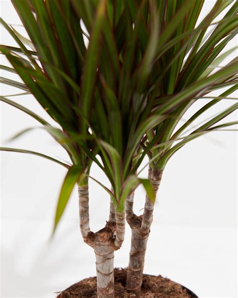 Dracaena Marginata House Plants For Delivery Lively Root