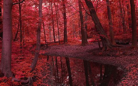 1284x2778px Free Download Hd Wallpaper Tall Trees Landscape Red