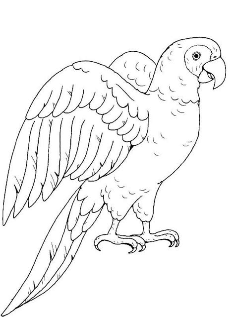 Kids N Coloring Page Parrots African Gray Parrot