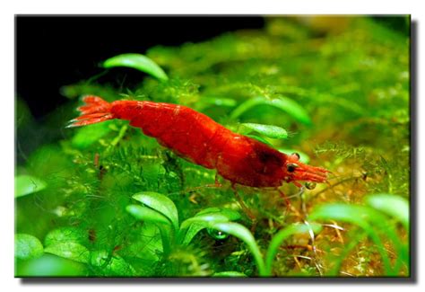 Jun 09, 2021 · description this is a small shrimp which very seldom grows to be (1.5 inches) 4 cm long. Red Cherry - Nanocaridina