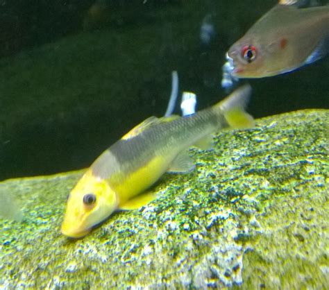 How do i care for a golden algae eater? Help identifying gold algae eater. : Aquariums