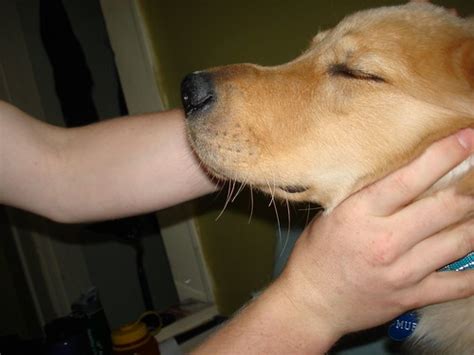Swollen Nose Golden Retriever Dog Forums