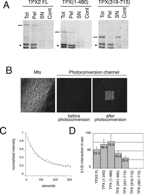 Microtubule Binding Of GFP TPX2 Fragments In Vitro A Behavior Of