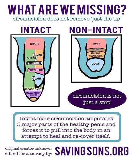 Circumcision Medical Anatomy Body Anatomy Anatomy And Physiology