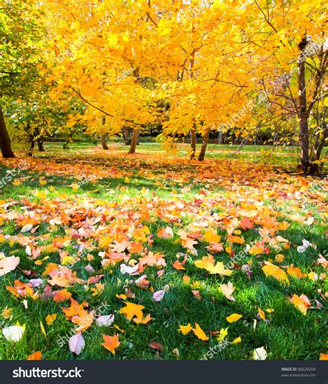 Beautiful Colorful Autumn Park Sunny Day Stock Photo