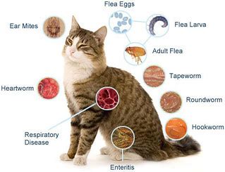 This is another form of squamous cell carcinoma. How Do Cats Get Worms ? | ift.tt/1hx8Fkg How Do Cats Get ...