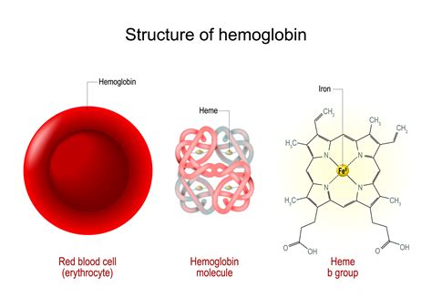 Hemoglobin Upptäck Blodbrist Feminea Laboratories