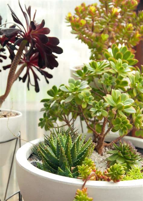 We did not find results for: Les plantes succulentes : votre guide pratique