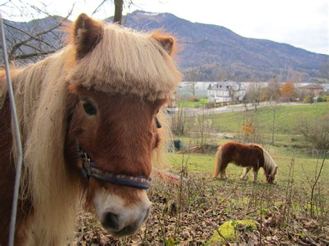 Ein Pony mit **Ponyfrisur** - Vöcklabruck