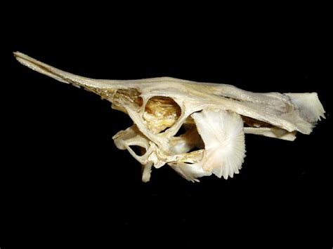 Ha llegado una nueva especie de esturión para el acuario del restaurante mas torres en francisco vitoria, el esturión estrellado (acipenser stellatus). Acipenser stellatus Pallas, 1771