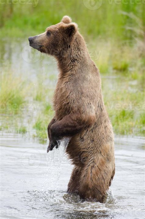 Alaskan Brown Bear On Hind Legs 839399 Stock Photo At Vecteezy