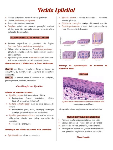Tecido Epitelial Resumo Pdf Pdf Epitélio Anatomia