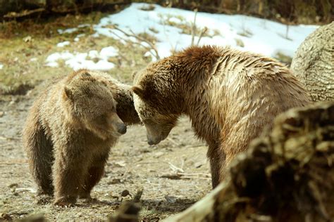 Grizzly Bears Playing 2 Free Stock Photo Public Domain Pictures