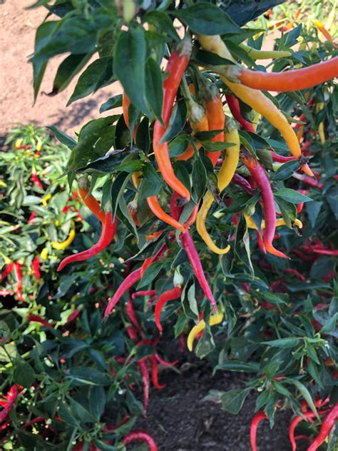 Cayenne Sweetness Hybrid Pepper Seeds — Seeds N Such