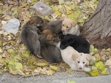 Romanian Stray Dogs Ploiesti Rsdp Thanksgiving Weekend And A Great