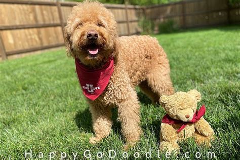 Goldendoodle grooming for at home trims between ointments. The Goldendoodle Teddy Bear Cut: So Adorable Your Heart Will Melt - Happy-Go-Doodle®