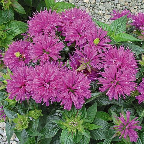 Grows in zones 4 to 9 in full sun. Monarda didyma Grand Parade™ | Bee balm, White flower farm ...
