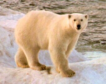 Jun 05, 2021 · environnement cherche désespérément ours polaire. - Page caché ours polaire