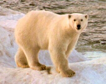 L'ours qui avait une épée: - Page caché ours polaire