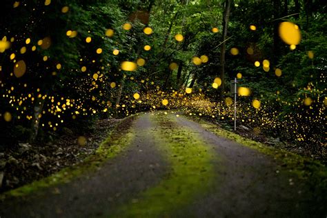 How To Photograph Fireflies Nature Ttl
