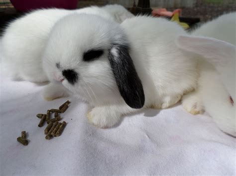 Monster bf putting on some glasses. 5 week old Mini Lop Bunny Broad River Bunnies | Mini lop ...