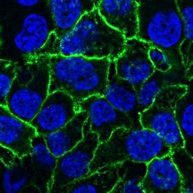 In addition to detecting the smallest leak, it comes packed with an array of features. DAPI | Biotium