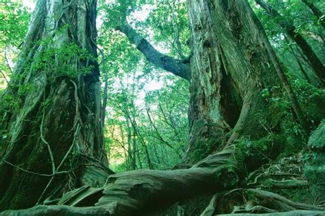 Salah satunya hotel yang masih disewakan hingga sekarang. 5 Hutan Paling Berhantu Di Dunia