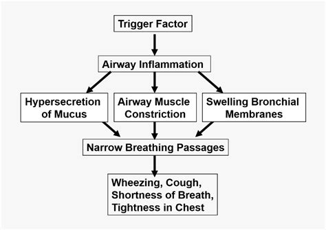 Pathophysiology Of Asthma Flowchart Flowchart In Word
