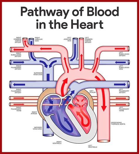 Anatomi Dan Fisiologi Kardiovaskuler