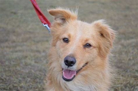 Learning more about the golden retriever's lineage Happy End Edwin, Mini Golden Retriever/ Spitz/Sheltie ...