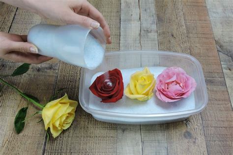Here are 4 different ways to dry them so you can. ACTIVA Silica Gel for Flower Drying 1.5 Pound: Amazon.co ...
