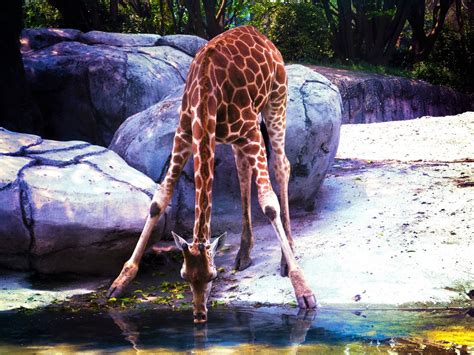 Free Images Water Animal Wildlife Zoo Jungle Fauna Giraffe