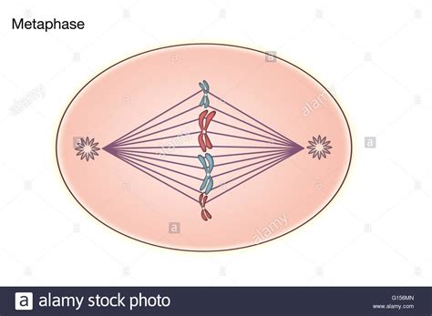 From wikimedia commons, the free media repository. Diagram of Metaphase of Mitosis in an animal cell Stock ...