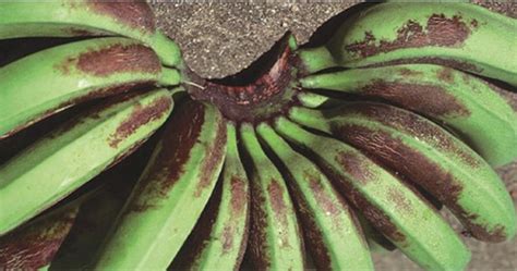 Banana Rust Thrips General Information Better Bananas