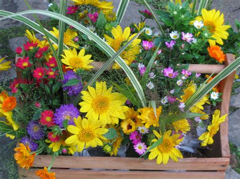 Flowers that bloom in july and august uk. Notes and News from Shady Grove Gardens: Late August Cut ...